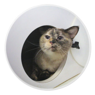 Bouton De Porte En Céramique Chat 