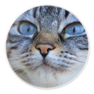 Bouton De Porte En Céramique Chat gris