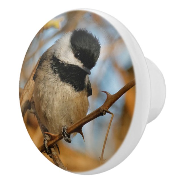 Bouton De Porte En Céramique Chickadee Songbird, Joli Espérant (Droite)