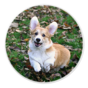 Bouton De Porte En Céramique Chien de Corgi mignon qui bondit