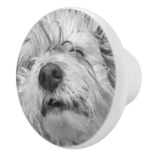 Bouton De Porte En Céramique Chien de Coton de Tulear