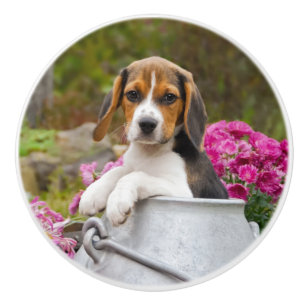 Bouton De Porte En Céramique Chiot mignon de chien de beagle dans un bidon à