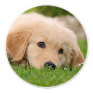 Bouton De Porte En Céramique Chiot mignon de golden retriever rêvant -