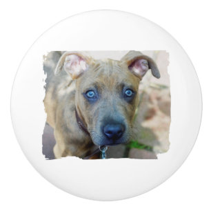 Bouton De Porte En Céramique Chiots Pit Bull Bringé par Shirley Taylor