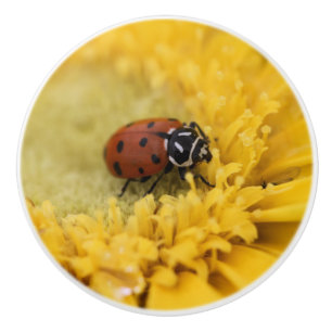 Bouton De Porte En Céramique Coccinelle