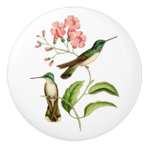 Colibri de gemme de montagne gonflé par blanc