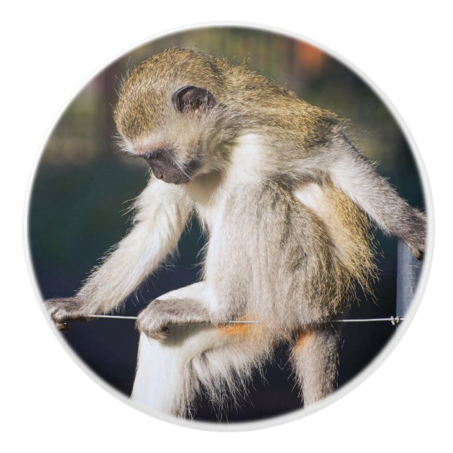 Bouton De Porte En Céramique Contempler le singe (Devant)