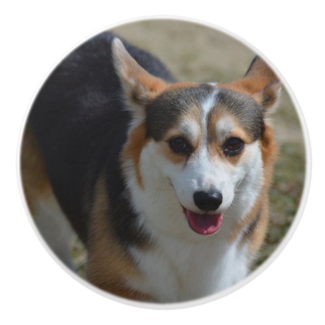 Bouton De Porte En Céramique Corgi curieux (Devant)