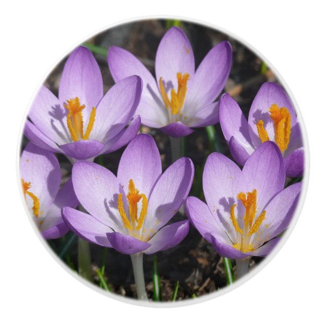 Bouton De Porte En Céramique Crocus violets ensoleillés (Devant)