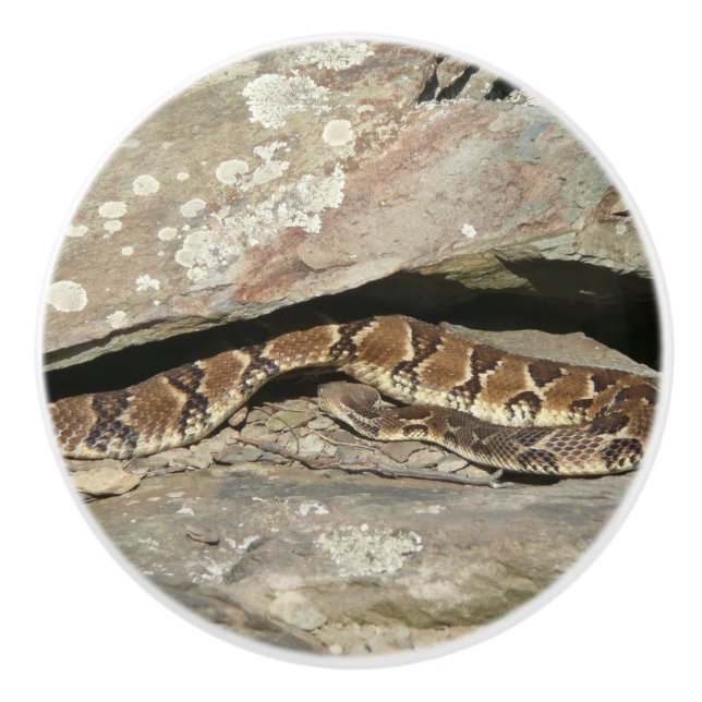 Bouton De Porte En Céramique Crotale dans le parc national de Shenandoah (Devant)