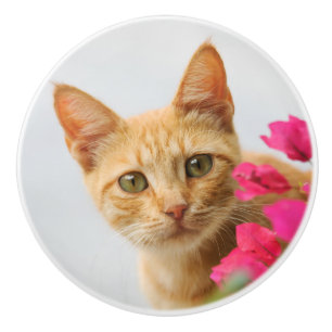 Bouton De Porte En Céramique Cute Ginger Kitten Vous Regardant, Décoratif