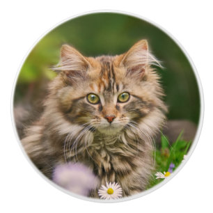Bouton De Porte En Céramique Cute Maine Coon Kitten Cat Photo pour animal de co