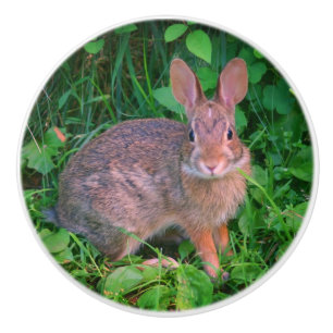 Bouton De Porte En Céramique Cute Wild Brown Rabbit Faune