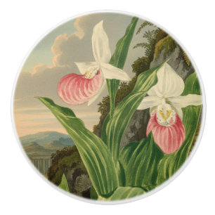 Bouton De Porte En Céramique Cypripède Pink Lady Fleur Vintage Orchidée Botaniq