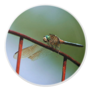 Bouton De Porte En Céramique Dragonfly On Wire Fence Close 