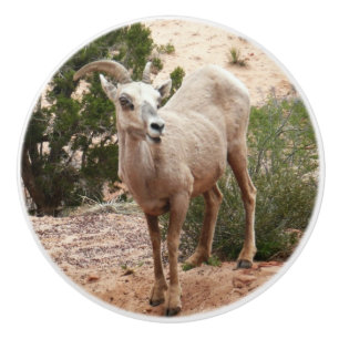 Bouton De Porte En Céramique Drôle Mouton de Bighorn dans le parc national Zion