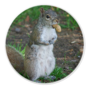Bouton De Porte En Céramique Écureuil idiot