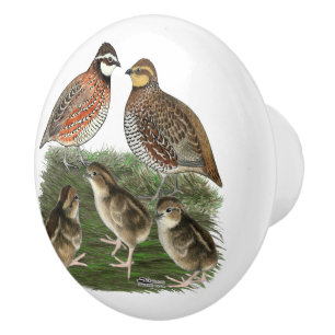 Bouton De Porte En Céramique Famille Bobwhite Quail