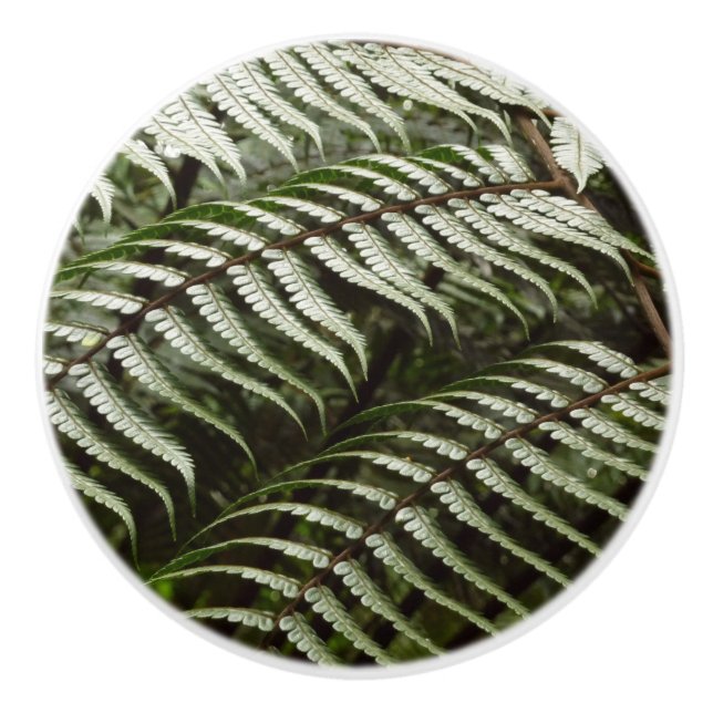 Bouton De Porte En Céramique Fern Fronds II Dark Green Nature (Devant)