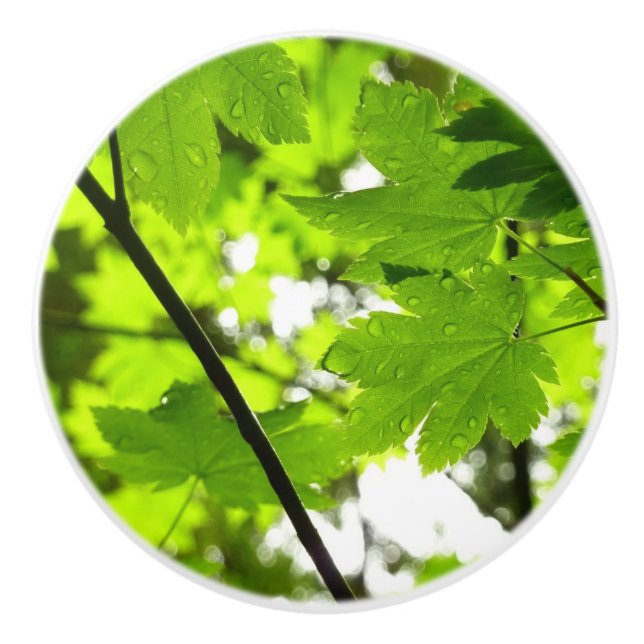 Bouton De Porte En Céramique Feuilles d'érable avec Raindrops