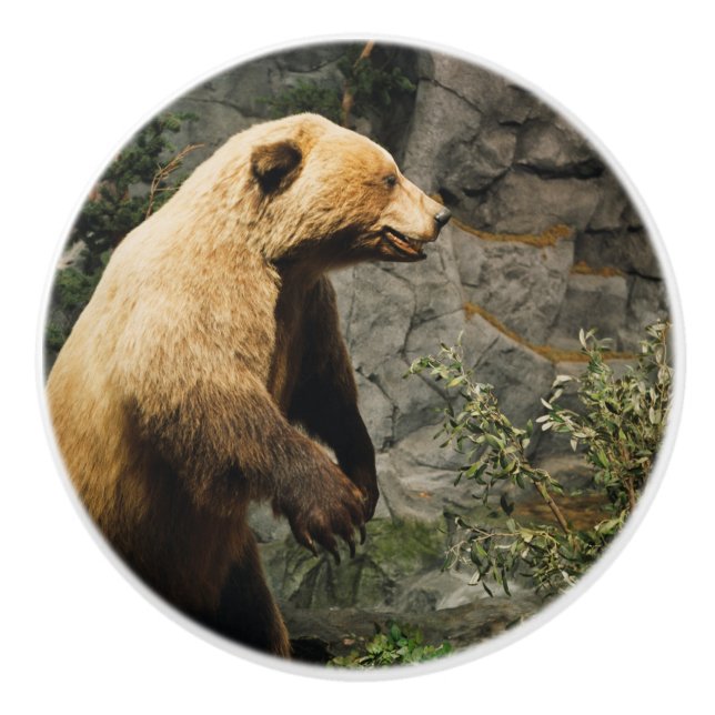 Bouton De Porte En Céramique Fière Ours (Devant)