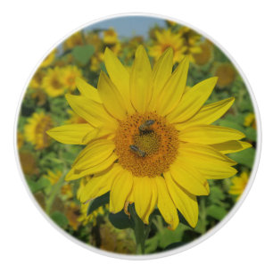 Bouton De Porte En Céramique fleur de soleil jaune floraison estivale