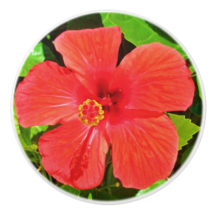 Bouton De Porte En Céramique Fleur d'Hibiscus tropical