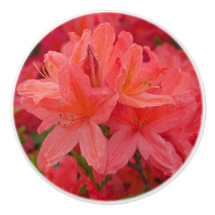 Bouton De Porte En Céramique Fleurs roses Azalea Rhododendron