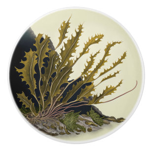 Bouton De Porte En Céramique Front de Tidal