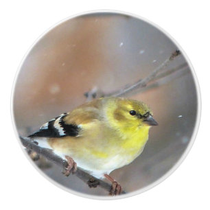 Bouton De Porte En Céramique Goldfinch