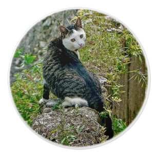 BOUTON DE PORTE EN CÉRAMIQUE GORGEANT ET INHABITUEL REGARDANT FELINE