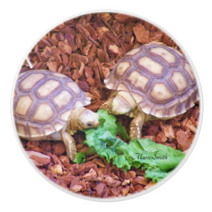 Bouton De Porte En Céramique Hatchlings de tortue de Sulcata