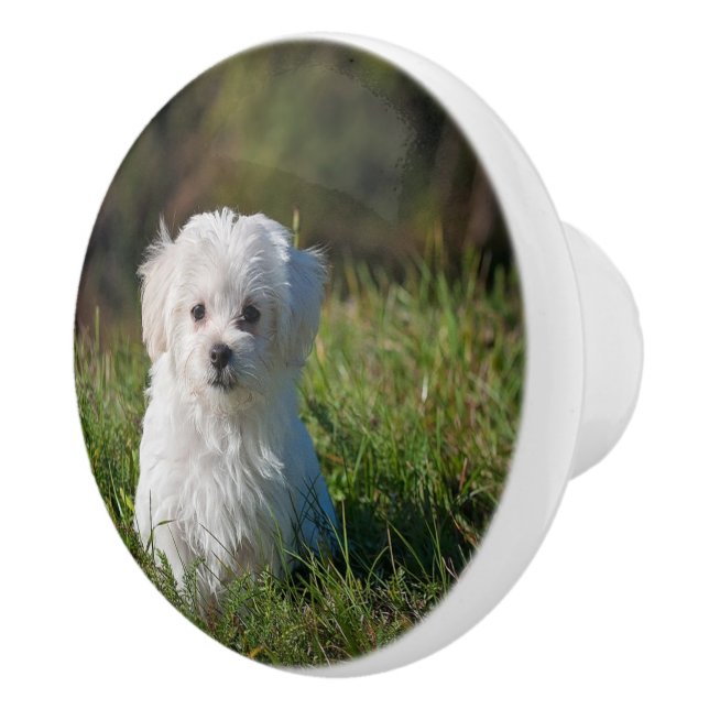 Bouton De Porte En Céramique Joli chiot blanc (Droite)