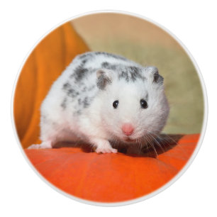 Bouton De Porte En Céramique Joli Hamster syrien blanc noir tacheté drôle anima