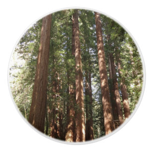Bouton De Porte En Céramique Jusqu'aux séquoias II à Muir Woods National Monume