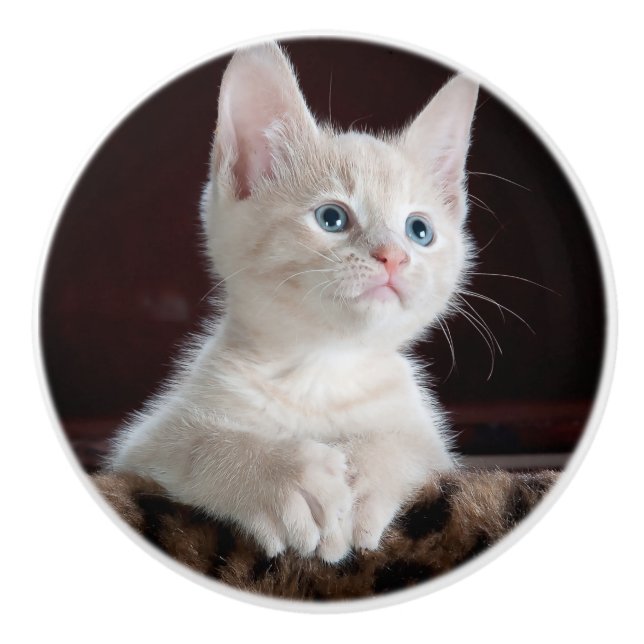 Bouton De Porte En Céramique Kitten blanc vulnérable (Devant)