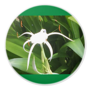 Bouton De Porte En Céramique La floraison de Cahaba Lilly sur des noeuds et des