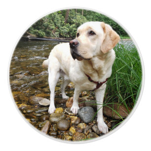 Bouton De Porte En Céramique Laboratoire jaune, chien d'eau jouant dans un ruis