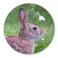 Lapin lapin dans la photographie d'animaux d'herbe