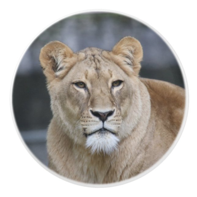 Bouton De Porte En Céramique Lion 004 (Devant)