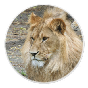 Bouton De Porte En Céramique Lion 011
