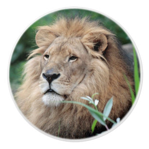 Bouton De Porte En Céramique Lion 021