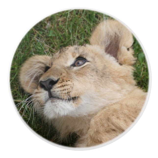 Bouton De Porte En Céramique Lion 022 (Devant)