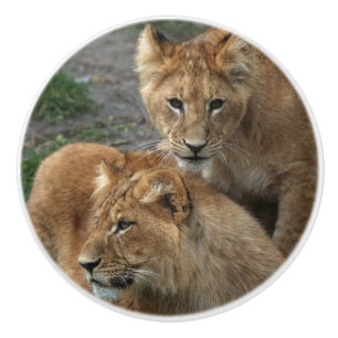 Bouton De Porte En Céramique Lion 033