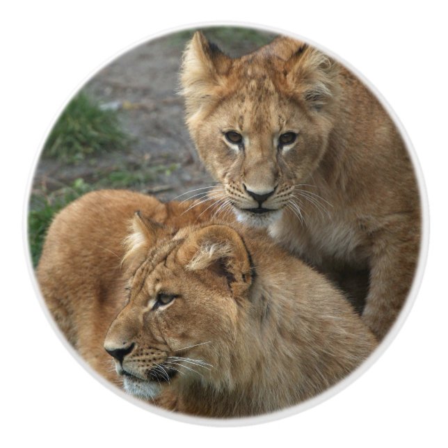 Bouton De Porte En Céramique Lion 033 (Devant)