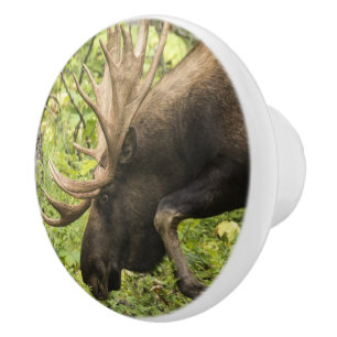 Bouton De Porte En Céramique L'orignal