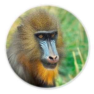 Bouton De Porte En Céramique Mandrill 002
