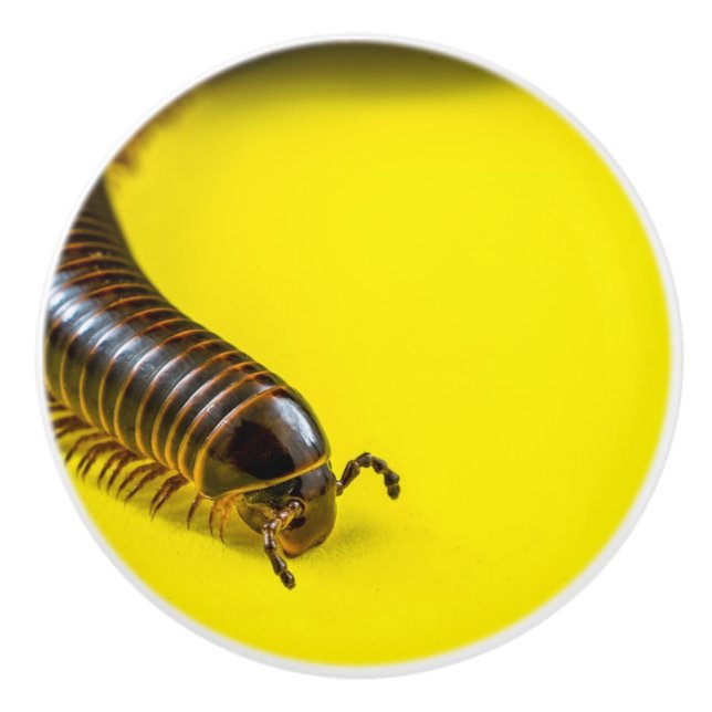 BOUTON DE PORTE EN CÉRAMIQUE MILLIPEDE ALLUMÉ (Devant)
