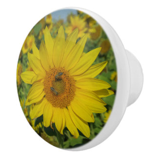 Bouton De Porte En Céramique nature, fleur, été, tournesol, floraison, floral