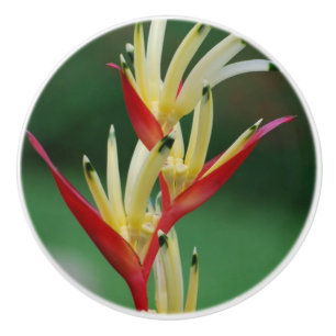 Bouton De Porte En Céramique Oiseau du paradis